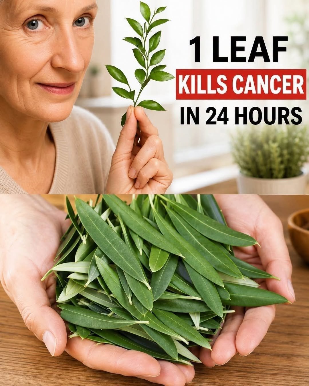 The Leaf That “Destroys Cancer”: What You Should Really Know